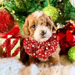 Joy - White - Red  female Goldendoodle puppy in Philadelphia, Mississippi from Oakie Doodles