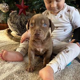 Buck - Red male Catahoula Leopard Dog puppy in Forbes, Minnesota from North Country Catahoulas