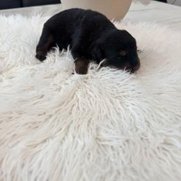 Boy 2 - male Rottweiler puppy in Denver, Colorado from Denver Rottweilers