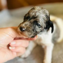 Amelie - Parti female Poodle puppy in Arabi, Georgia from Huckadoodle Farm