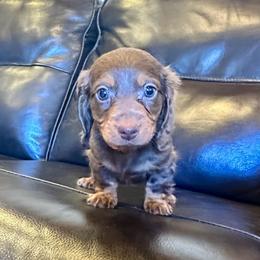 Lily - Chocolate and tan female Dachshund puppy in Carrollton, Illinois from Kelly's Doxies