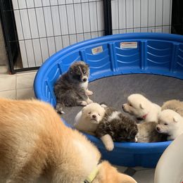 Japanese Akitainu Puppies from Miyo Ken