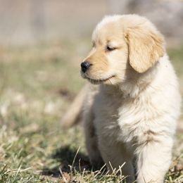 Golden Retriever Puppies from Welch Family Golden Retrievers