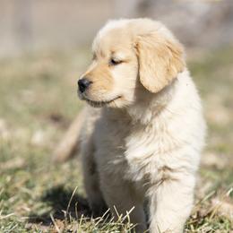 Golden Retriever Puppies from Welch Family Golden Retrievers