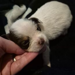 Boy 3 - Chocolate brindled fawn male Chihuahua puppy in Trout, Louisiana from Magnolia Farm's LLC