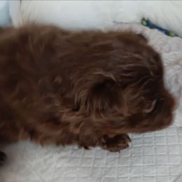 Pixie pup 1 - Chocolate male Pomeranian puppy in Carrollton, Georgia from B AND R'S POMERANIAN'S