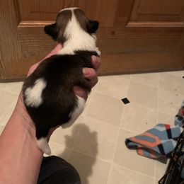 Shih Tzu Puppies from Dorothy Agrippino's Shih Tzus