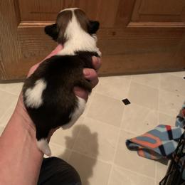 Shih Tzu Puppies from Dorothy Agrippino's Shih Tzus