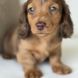 Porter - Dapple male Dachshund puppy in Bentonville, Arkansas from Boujee Buns Dachshunds