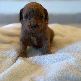 Red - Apricot female Goldendoodle puppy in Payson, Utah from Country Sky Doodles