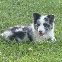 Layton - Blue merle male Border Collie puppy in Chattanooga, Tennessee from Ross Vegas Kennels