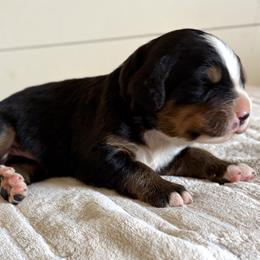 Trusty - Black rust and white male Bernese Mountain Dog puppy in Oregon City, Oregon from N.W. Mountain Retrievers