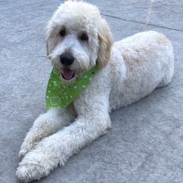Goldendoodles, Maltipoos, and Poodles from doodles.puppes