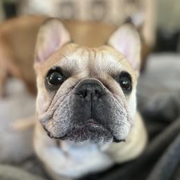 Marlowe - French Bulldog