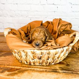 Bernedoodle and Goldendoodle Puppies from Larsen Litters