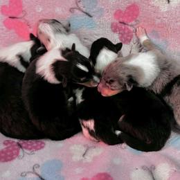 Collie puppies from SUNCREST COLLIES