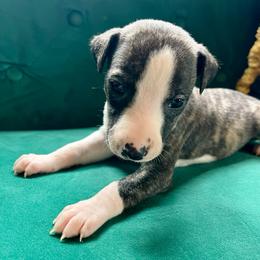 Flinn - Fawn brindle male Whippet puppy in Clinton, Tennessee from Ivanhoe Borzoi