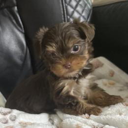 Patch AKC - Chocolate and tan male Yorkshire Terrier puppy in Labelle, Florida from Chocolate and Parti Yorkies in Florida
