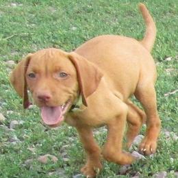 Vizsla puppies from Pheasant Poppers Vizslas