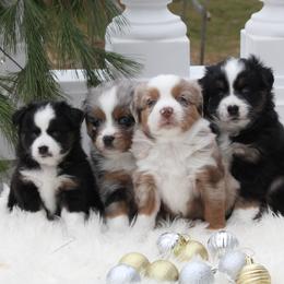 Miniature Australian Shepherd puppies from Cabin Hearth Miniature and Toy Australian Shepherds