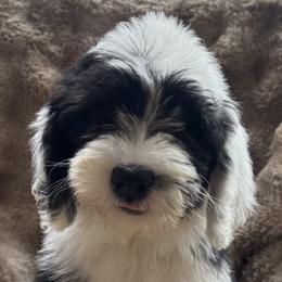 Sheepadoodle puppies from Animal Crackers