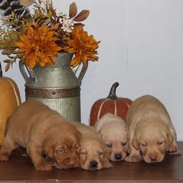 2nd pick - Yellow female Labrador Retriever puppy in Four Oaks, North Carolina from TLC Retrievers