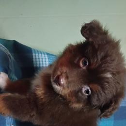 Donald - Red tri male Toy Australian Shepherd puppy in Humansville, Missouri from Tater Tot aussies