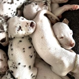Dalmatian Puppies from City Dals