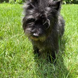Quinn - Gray brindle male Cairn Terrier puppy in Rockford, Illinois from Fae Hallow