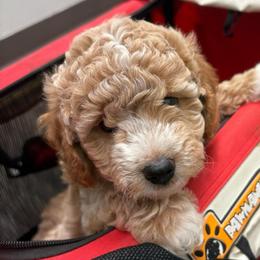 Boy 1 - Cream male Goldendoodle puppy in Maineville, Ohio from Danielle's Doodles