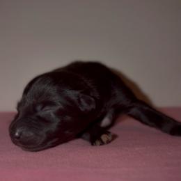 Peep - Black male Australian Shepherd puppy in Windsor, New York from Double B Aussies