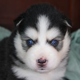 Tux - Black and white male Pomsky puppy in Albany, Indiana from Hatz Off Puppies