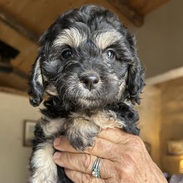 Tiana is 6 week old - Black and white female Cockapoo puppy in Crawford, Colorado from Saddle Mountain Doodles
