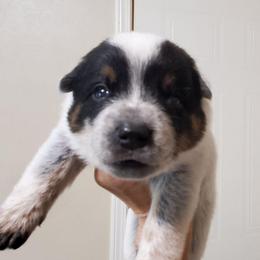 Full mask F - Blue speckled female Australian Cattle Dog puppy in Lenoir, North Carolina from Blue Coyote Ranch