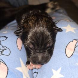 Grey - Agouti and white male Gerberian Shepsky puppy in Gorman, Texas from Bransford Paw Pack/Timber Huskies