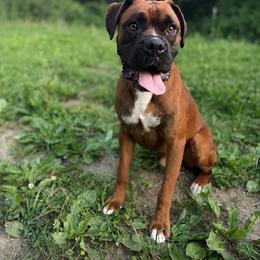 Max - Boxer