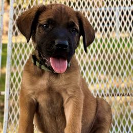 Rocky - Apricot male Mastiff puppy in Wewoka, Oklahoma from P Diamond Mastiffs