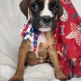 Girl 6 - Fawn female Boxer puppy in Aurora, Missouri from Pick A Pup
