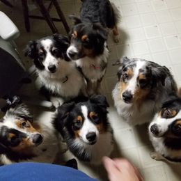 Australian Shepherd Puppies from Celtic Brae Australian Shepherds