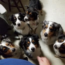 Australian Shepherd Puppies from Celtic Brae Australian Shepherds