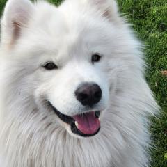 Niko - Samoyed
