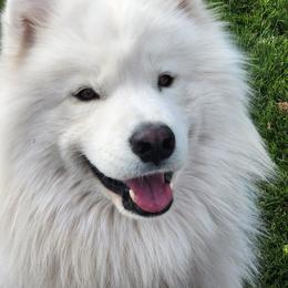 Niko - Samoyed
