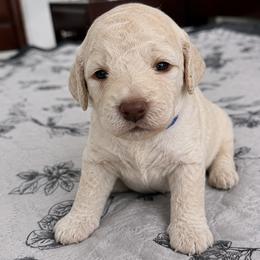 Dark Blue Collar Male - White male Poodle puppy in Screven, Georgia from Dreamland Standard Poodles