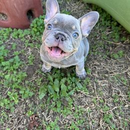 Girl 1 - Blue female French Bulldog puppy in Ada, Oklahoma from Watkins French Bulldogs