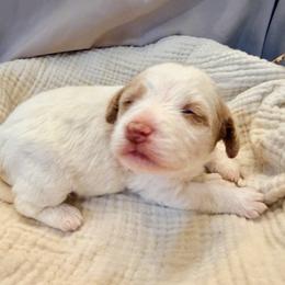 Janie - Parti female Labradoodle puppy in Bruceton Mills, West Virginia from Adonai Ra'ah Farms