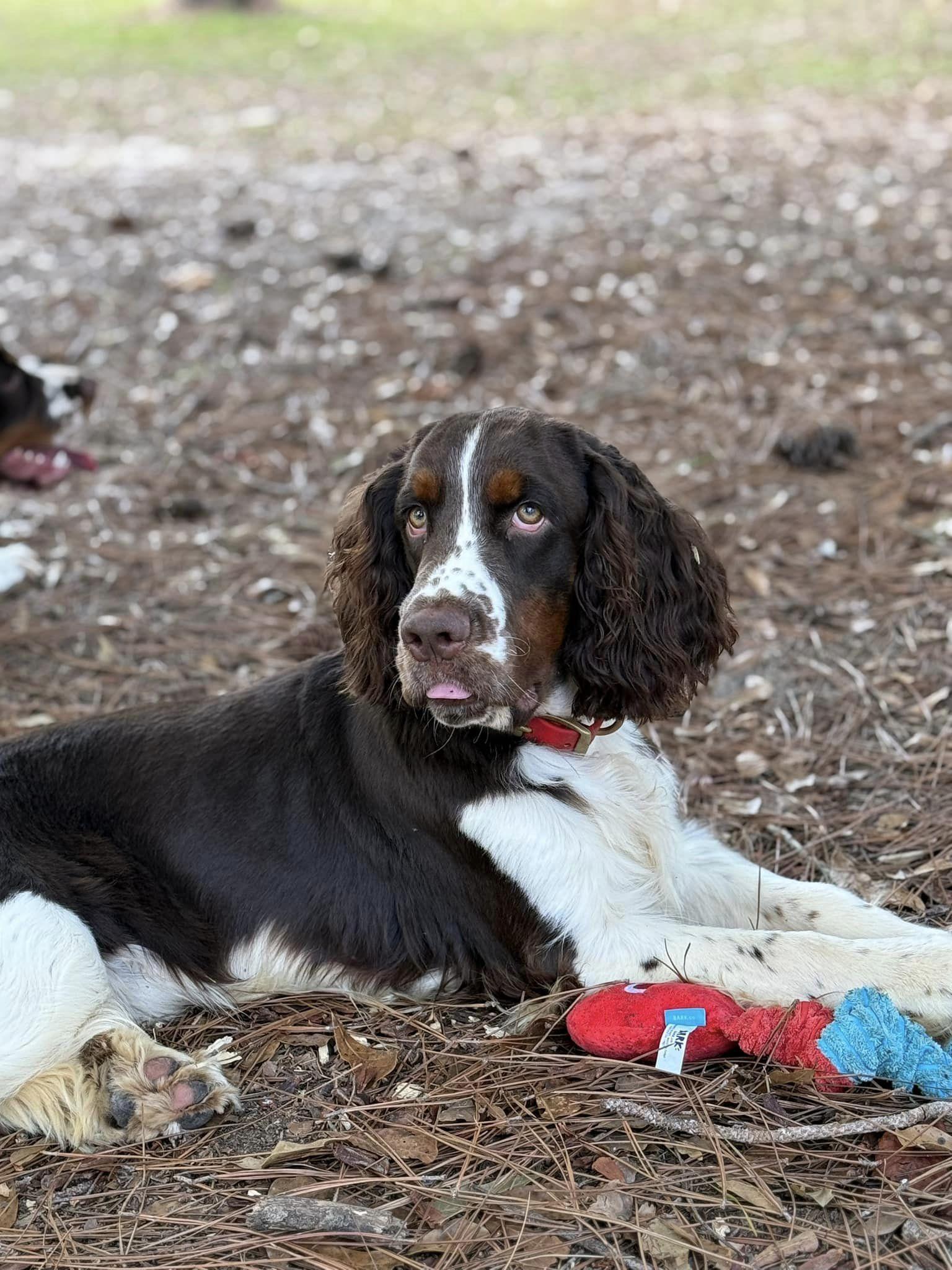Mossy Creek Springers in Georgia | English Springer Spaniel puppies ...