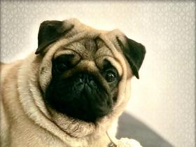 Pug puppy portrait