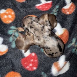 Male 1 - Dapple male Dachshund puppy in Barry, Texas from FireGlow Kennels AKC
