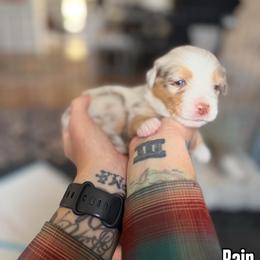 Rain - Red merle female Miniature American Shepherd puppy in Phoenix, Arizona from Outlaw Minis