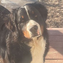 Kush - Bernese Mountain Dog